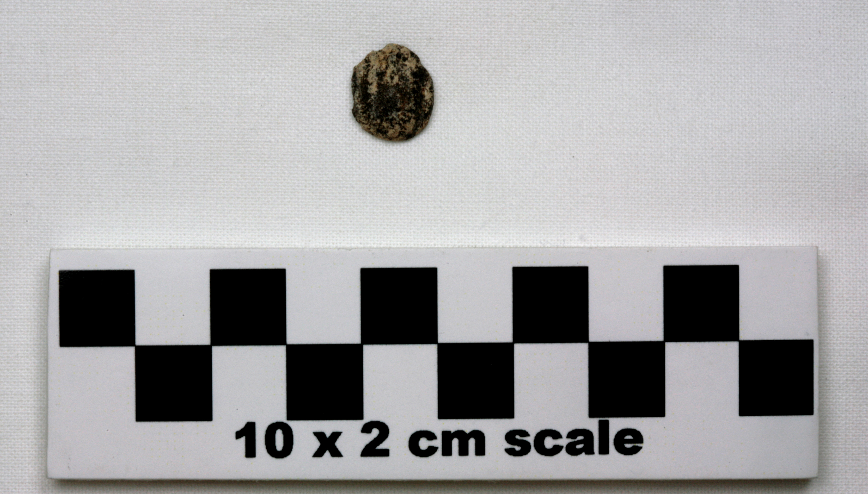 Image of item of type Other and color Very pales brown