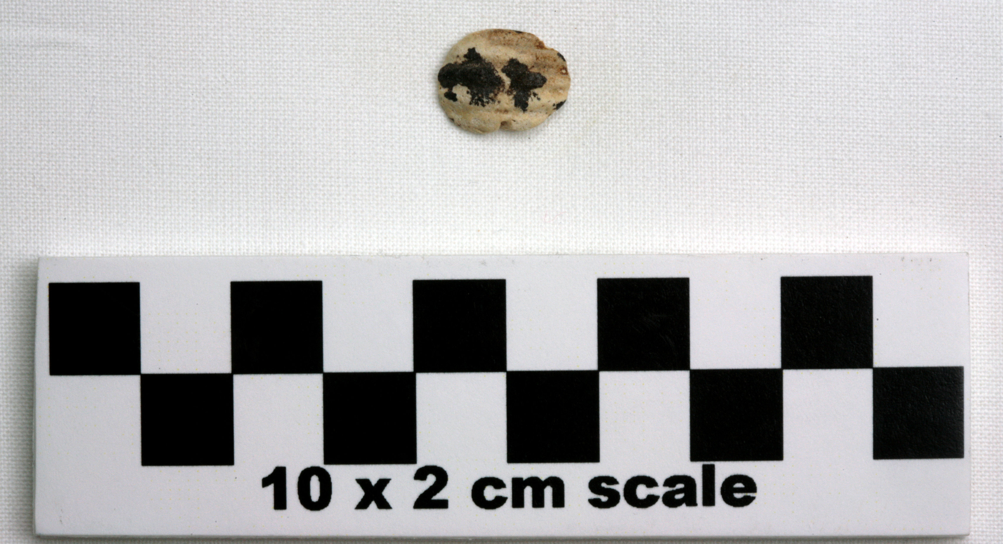 Image of item of type Other and color Pale Yellow