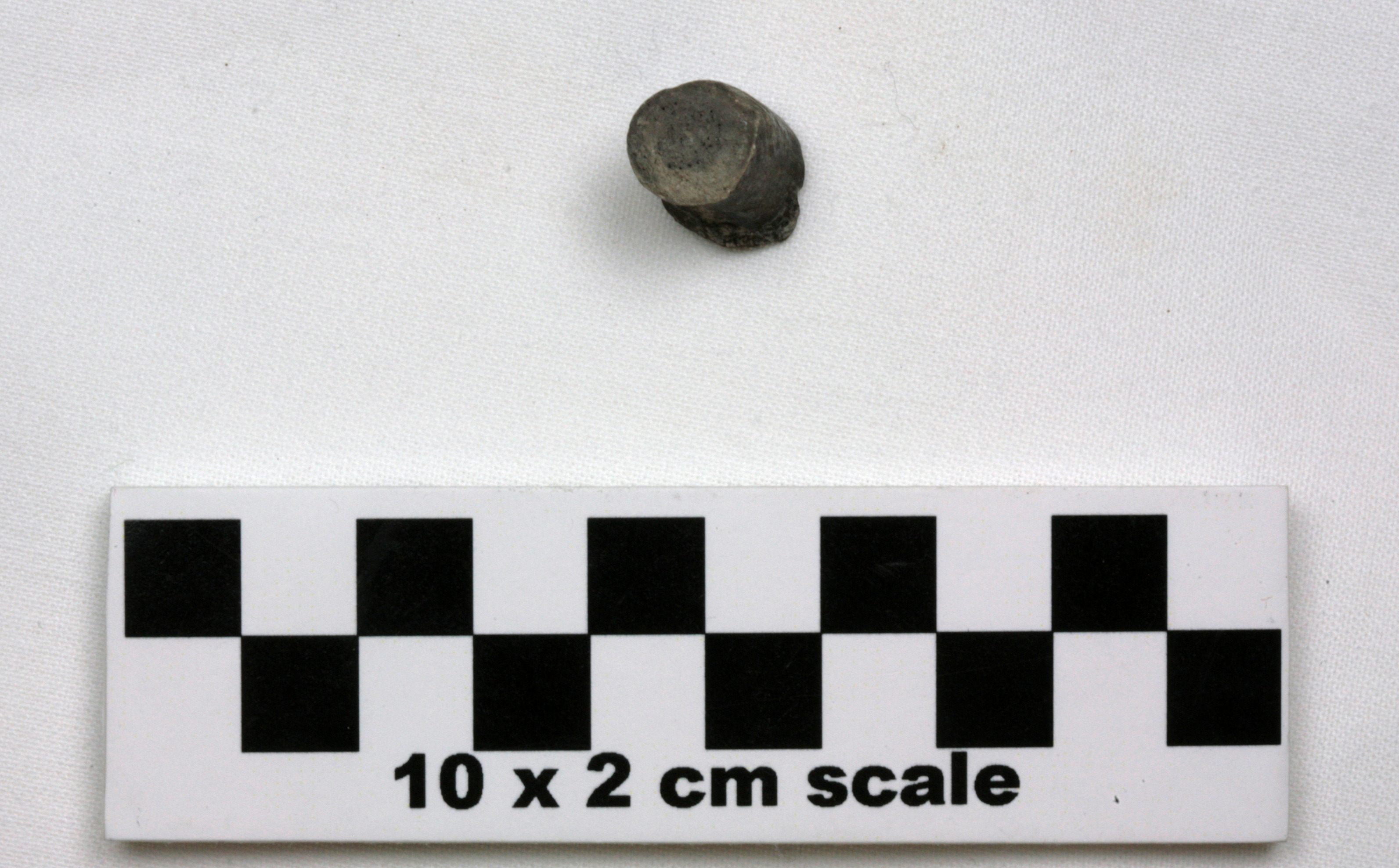 Image of item of type Pottery and color Light gray, fired gray in some places