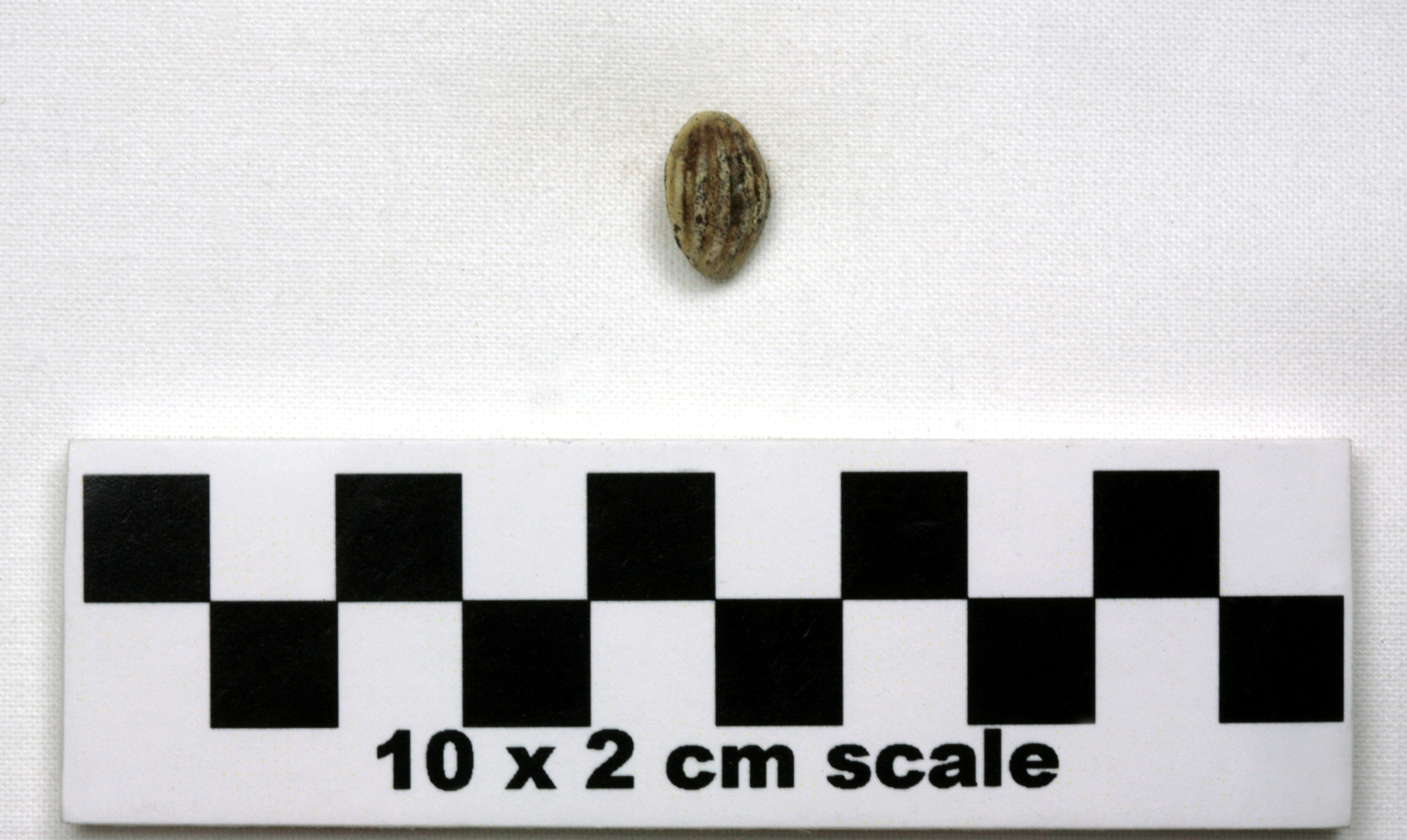 Image of item of type Other and color Pale yellow